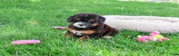 Saint Berdoodles dogs for sale: Willow  - Ad 2