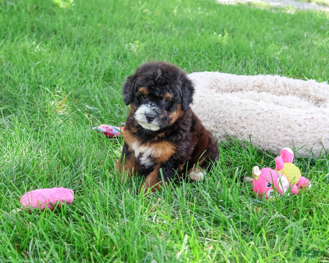 Saint Berdoodles dogs for sale: Willow  - Ad 2