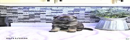 German Shepherd dogs for sale: Ember - Ad 3