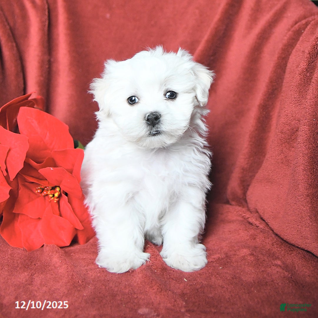 Maltese dogs for sale: Jolly - Ad 3