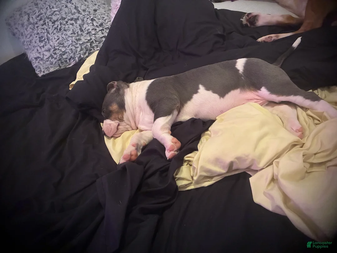 American Bully dogs for sale: Alpha-Al - Ad 4