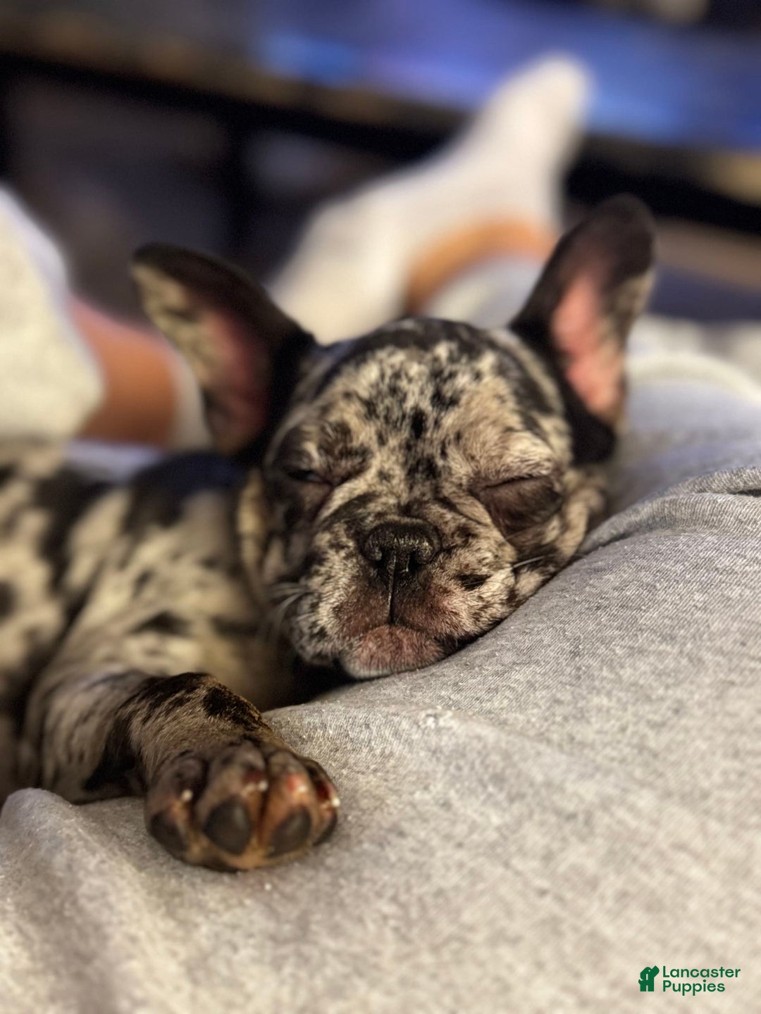 Gallery Image {{count}}