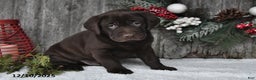 Labrador Retriever dogs for sale: Oliver - Ad 2