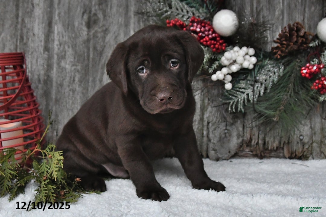 Labrador Retriever dogs for sale: Oliver - Ad 2