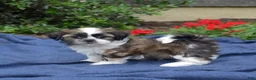 Shih Tzu dogs for sale: Zucchini - Ad 3