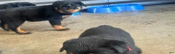Rottweiler dogs for sale: Rottweiler 1 - Ad 1