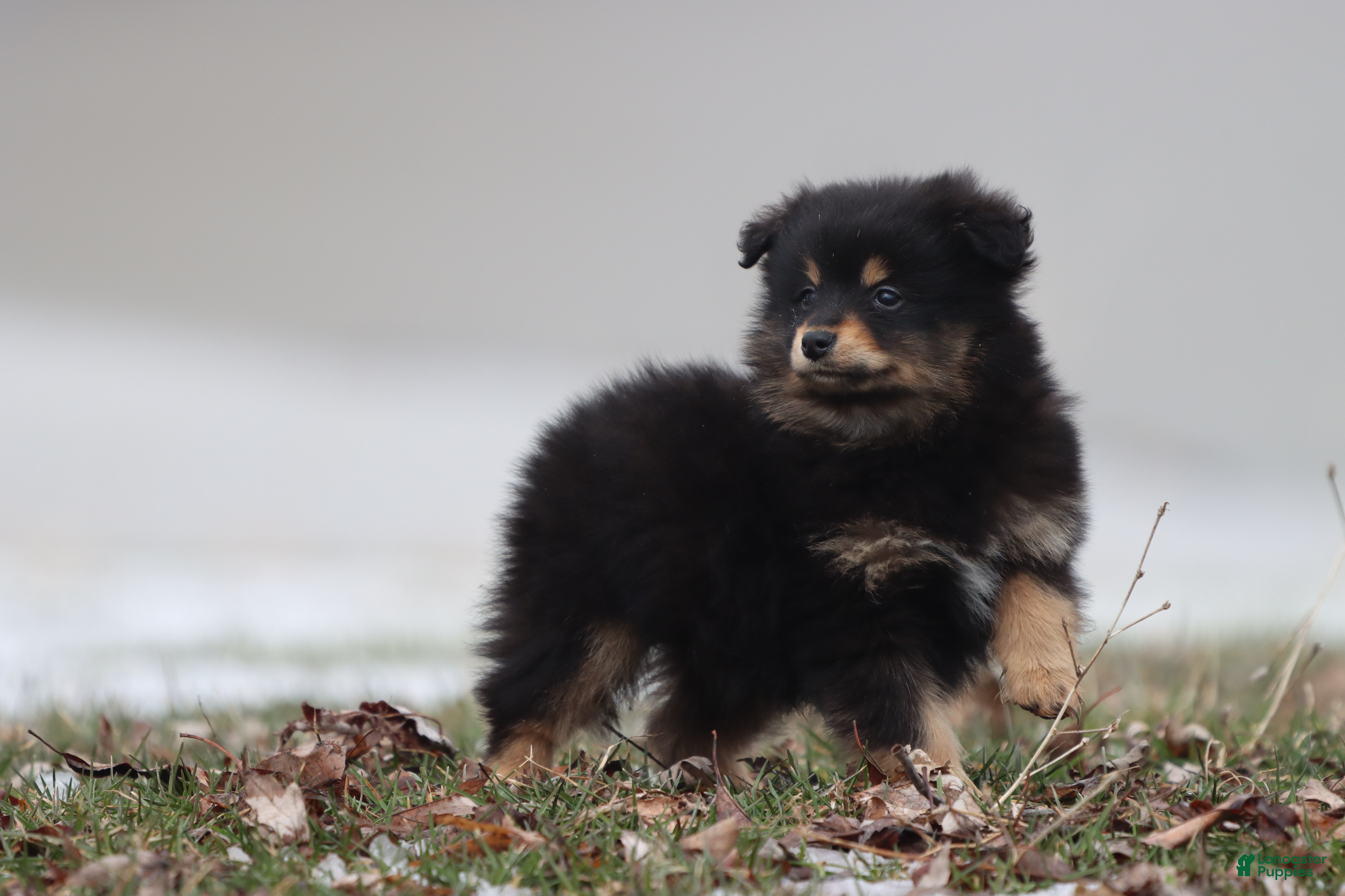 Mixed Breed dogs Blackberry Jam - Ad 9