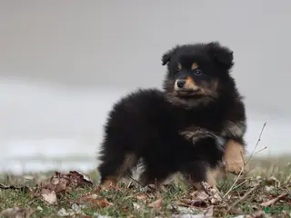 Mixed Breed dogs Blackberry Jam - Ad 11