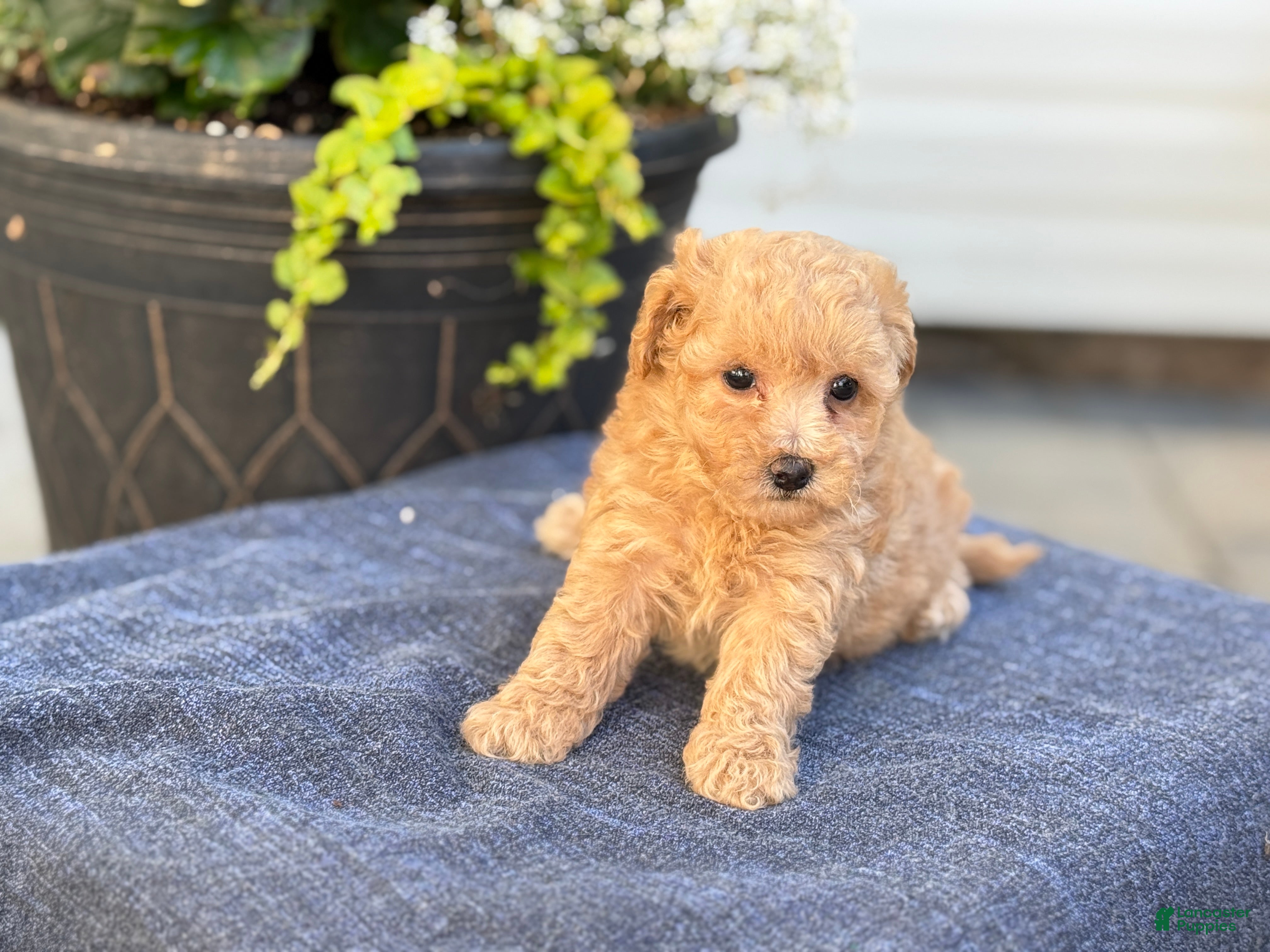 Bichpoo dogs for sale: Flora - Ad 11