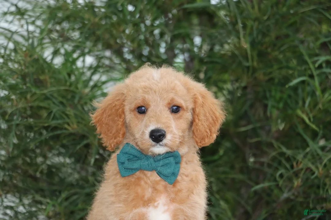 Mini Goldendoodle dogs for sale: Roscoe - Ad 2