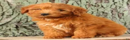 Mini Goldendoodle dogs for sale: Tucker - Ad 7