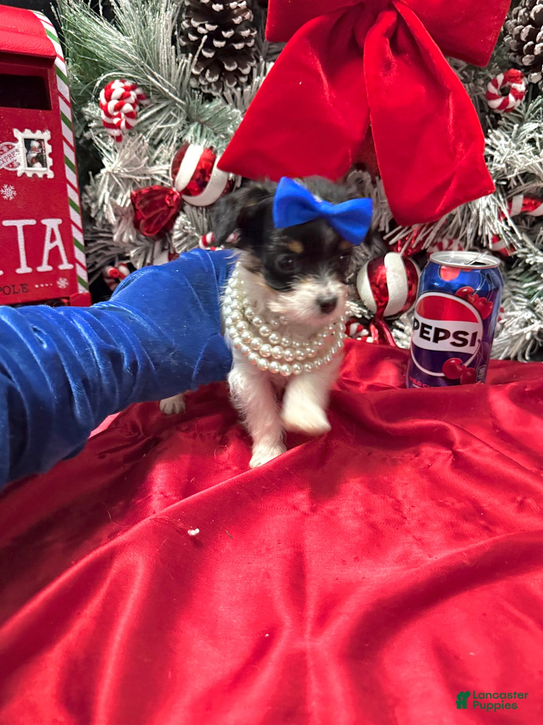 Yorkshire Terrier dogs for sale: Alfredo - Ad 18