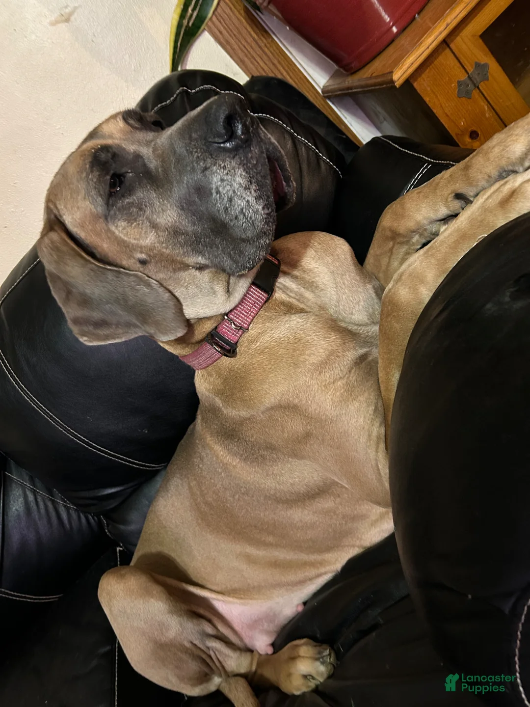 Great Dane dogs for sale: Great Dane Puppy 9 - Ad 2