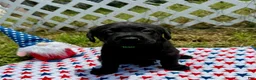 Labrador Retriever dogs for sale: Sparky - Ad 6
