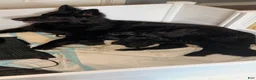 German Shepherd dogs for sale: German Shepherd Puppy 2- Blue Male - Ad 22
