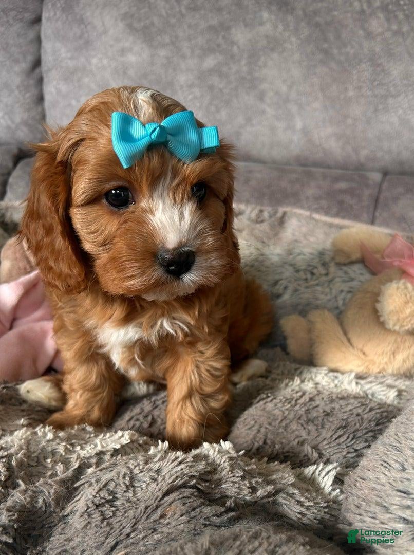 Cavapoo dogs Cindy - Ad 16