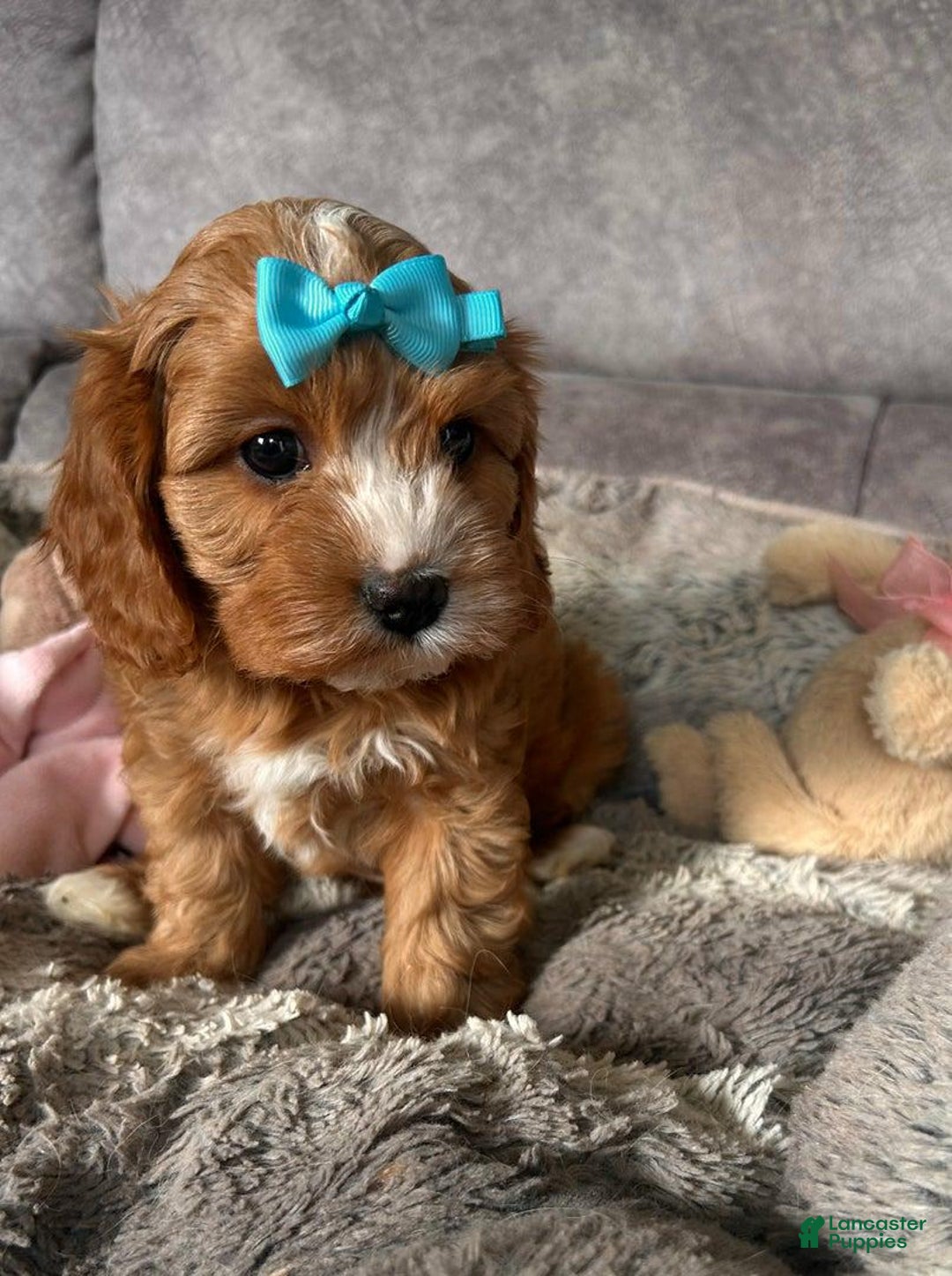 Cavapoo dogs for sale: Cindy - Ad 1