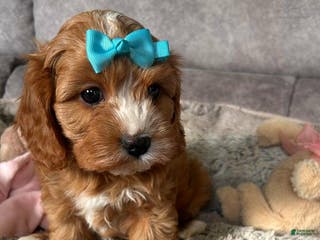 Cavapoo dogs Cindy - Ad 16