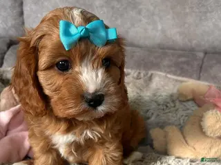 Cavapoo dogs Cindy - Ad 41