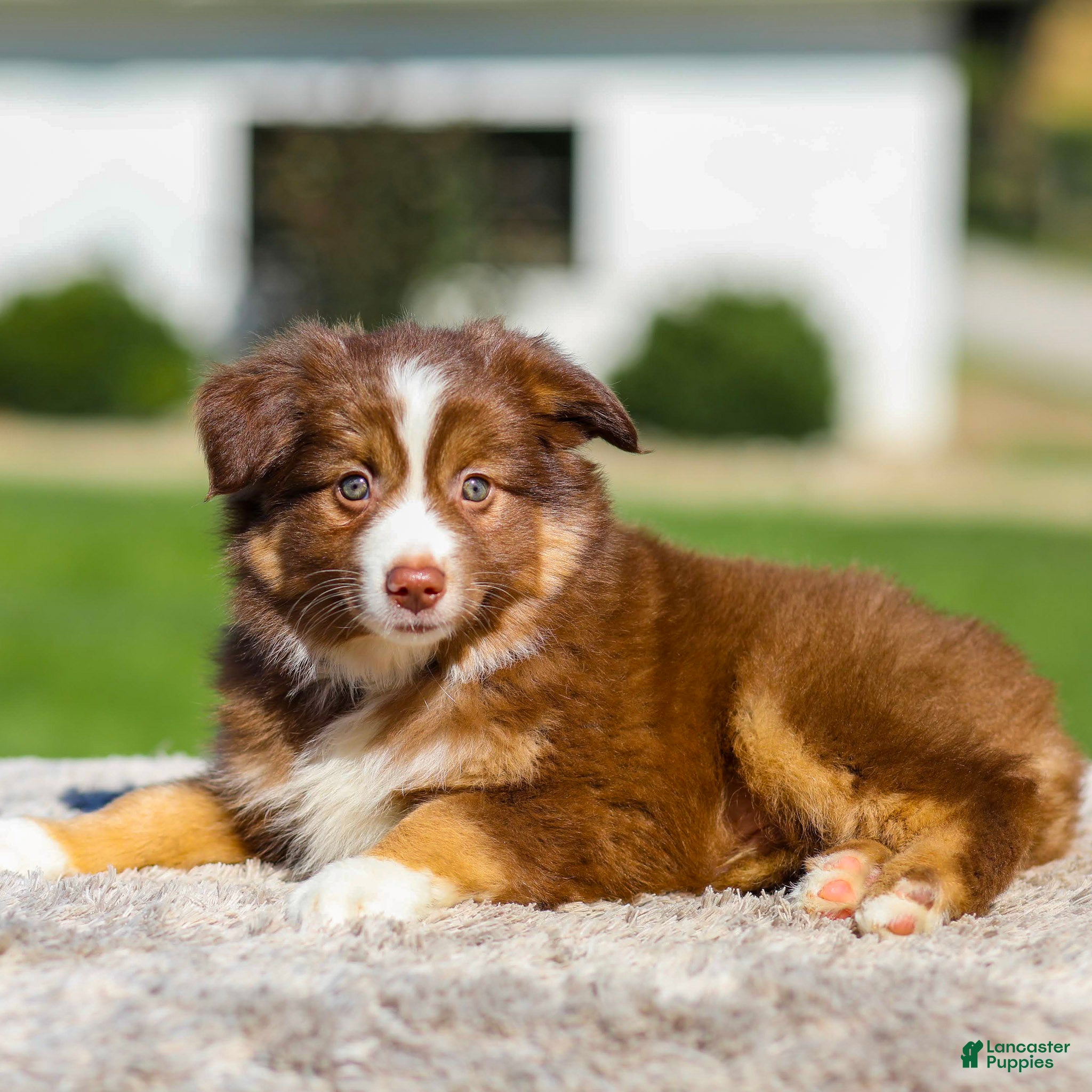 Miniature Australian Shepherd dogs Hans - Ad 1