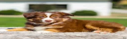 Miniature Australian Shepherd dogs for sale: Hans - Ad 1