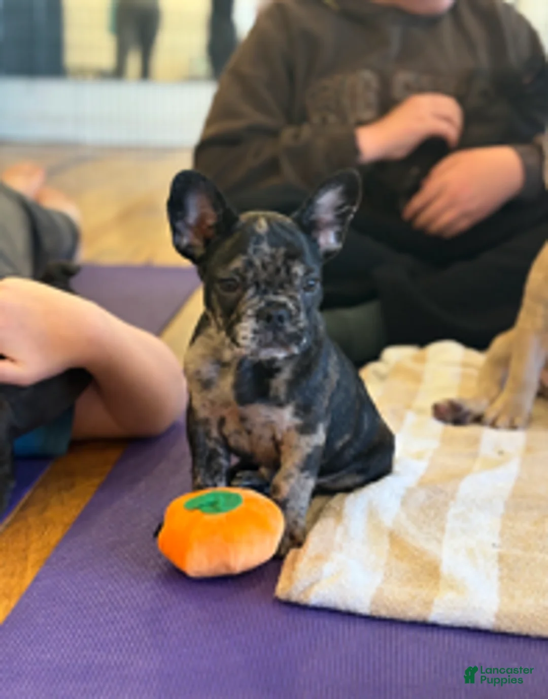 French Bulldog dogs for sale: Dolce - Ad 2