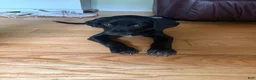 Mixed Breed dogs for sale: Mixed Breed 1 - Ad 2