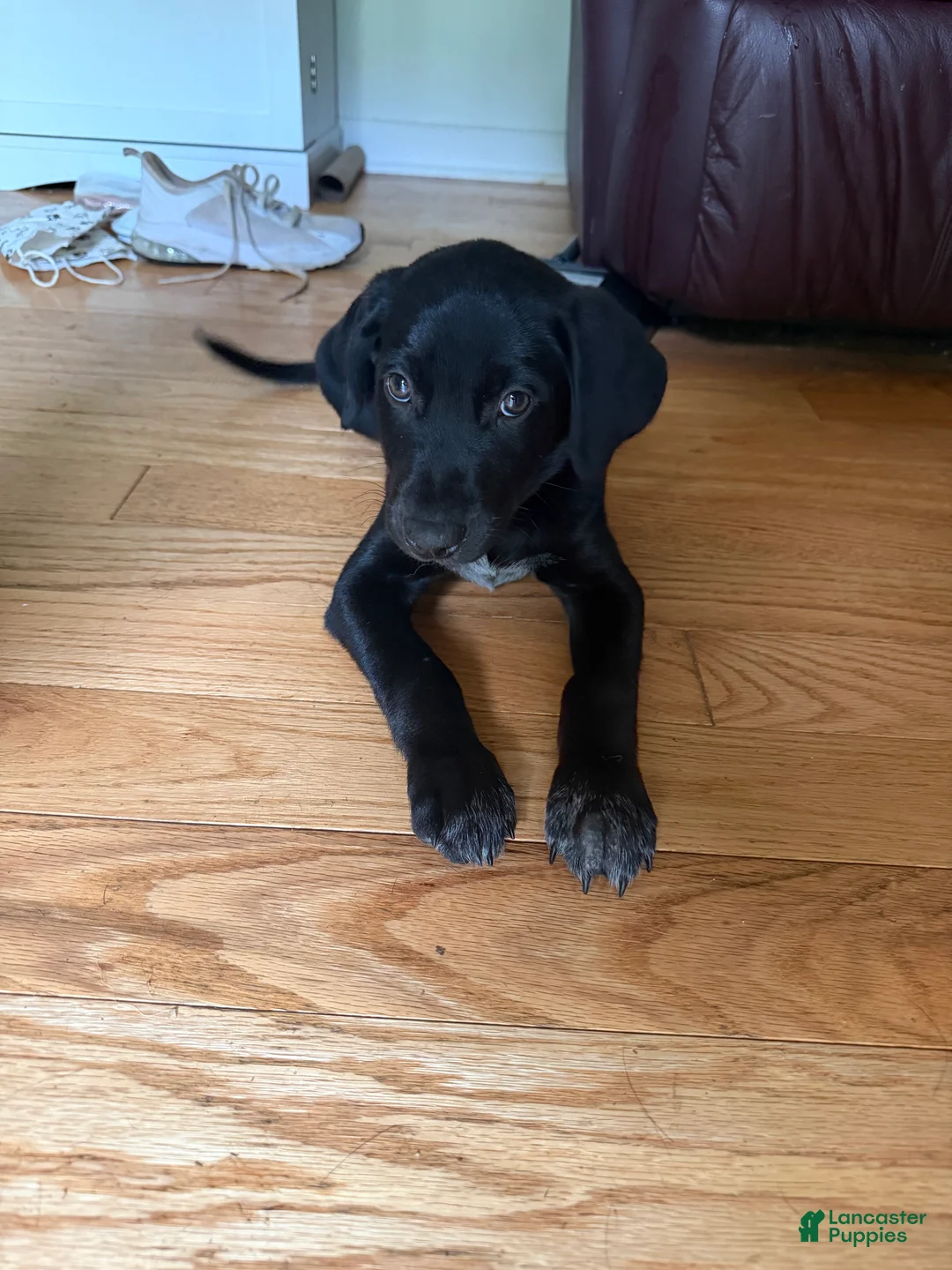 Mixed Breed dogs for sale: Mixed Breed 1 - Ad 2