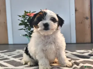 Biewer Terrier dogs for sale: Bella - Ad 4