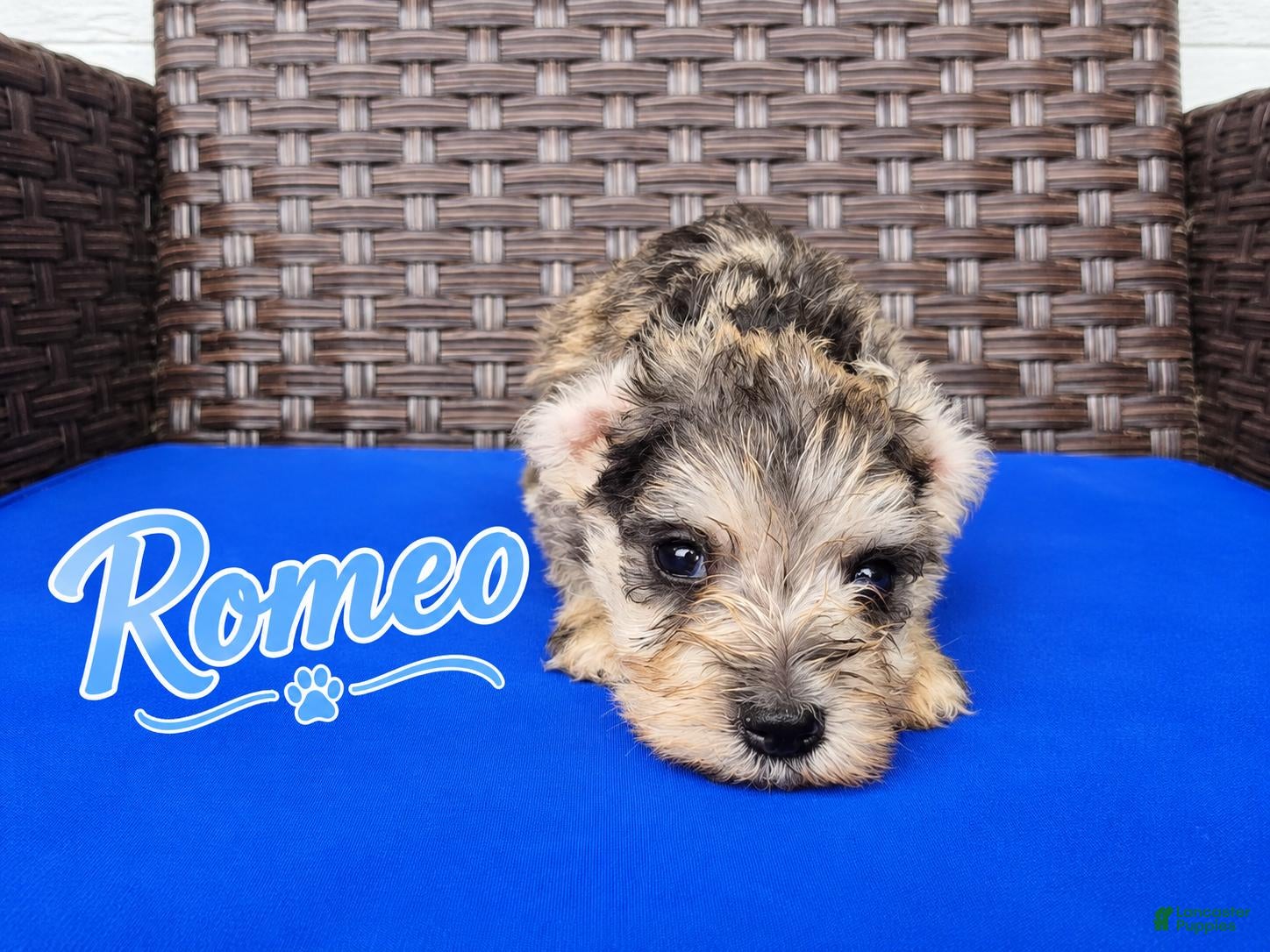 Miniature Schnauzer dogs for sale: Romeo - Ad 2