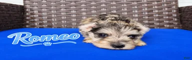 Romeo