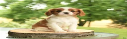 Cavalier King Charles Spaniel dogs for sale: Brock - Ad 2