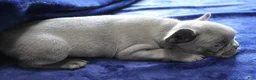 French Bulldog dogs for sale: Red_M_2026 - Ad 5