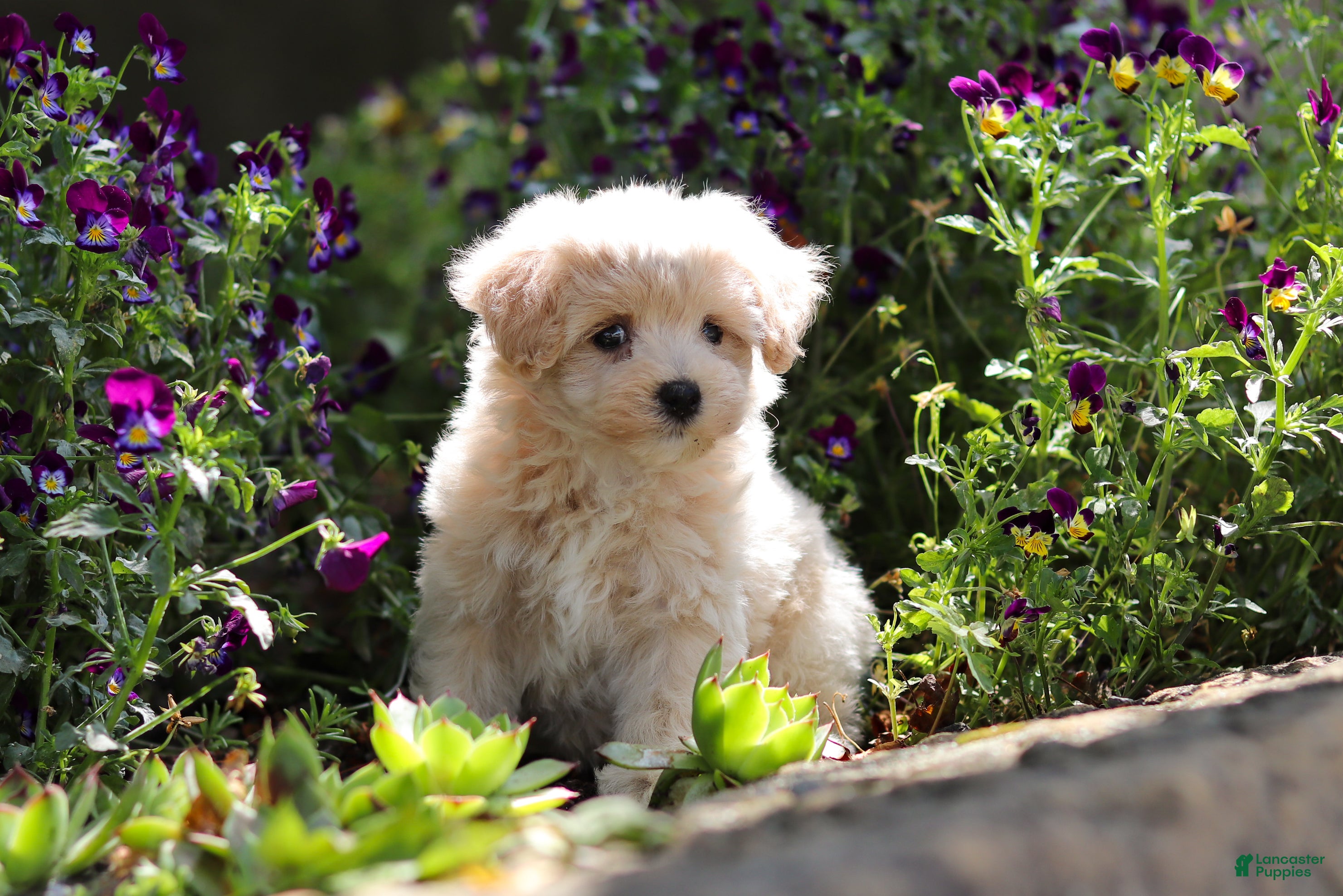 Maltipoo dogs Piper - Ad 2