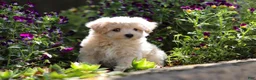Maltipoo dogs for sale: Piper - Ad 2