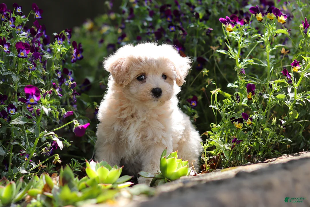 Maltipoo dogs for sale: Piper - Ad 2