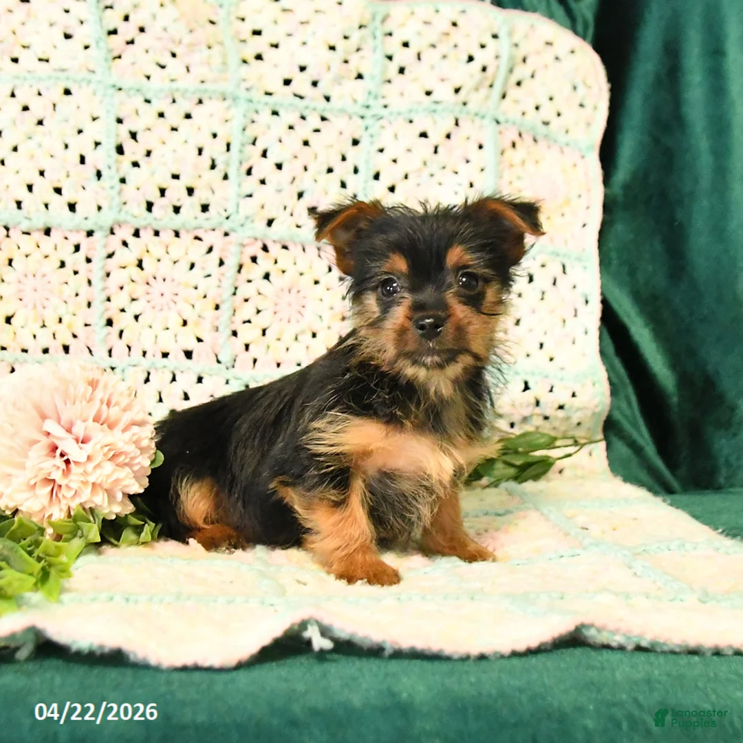 Yorkshire Terrier dogs for sale: Duke - Ad 2