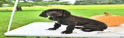 Great Dane dogs for sale: Lola - Ad 1