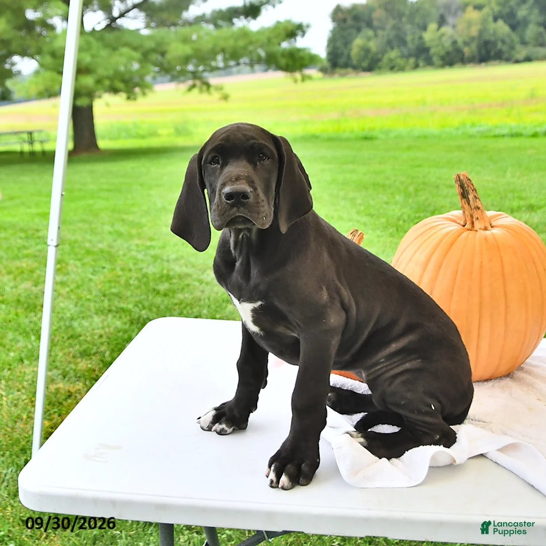 Great Dane dogs for sale: Lola - Ad 1
