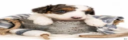 Aussiedoodle dogs for sale: Aussiedoodle 4 - Ad 2