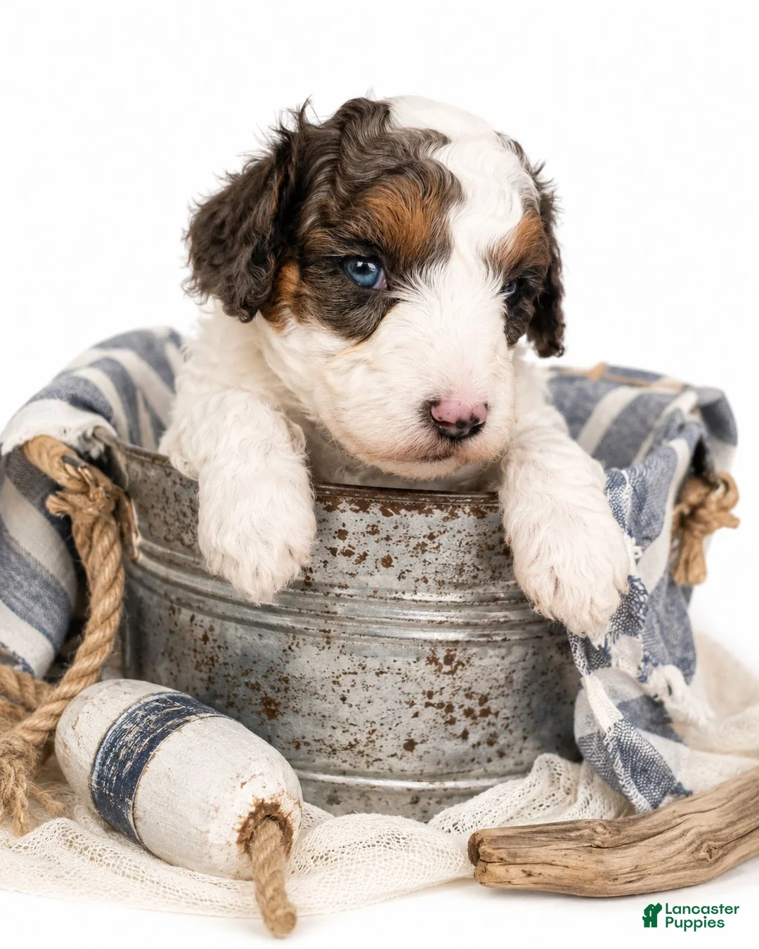 Aussiedoodle dogs for sale: Aussiedoodle 4 - Ad 2