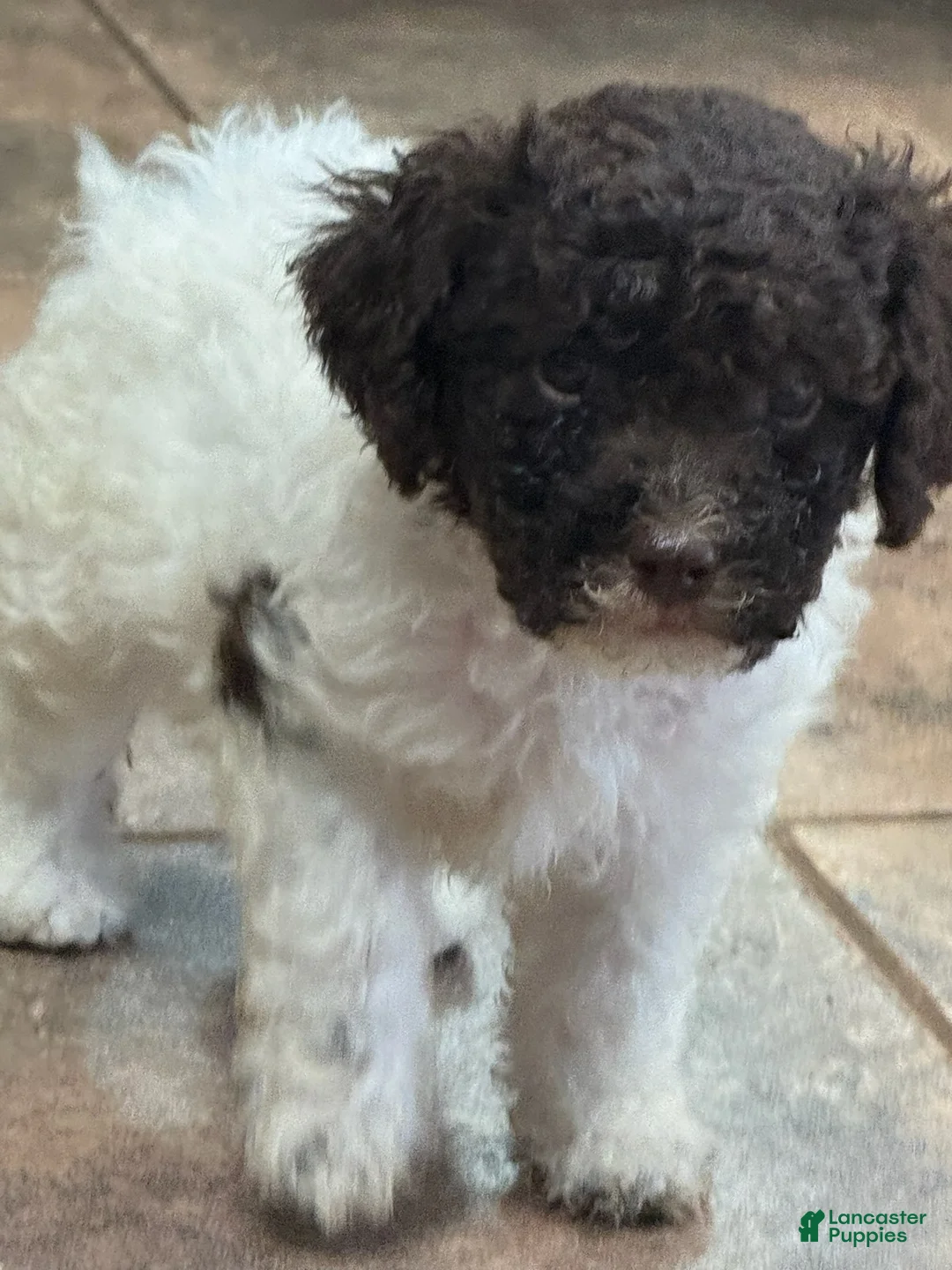 Lagotto Romagnolo dogs for sale: Light Purple Collar - Ad 1