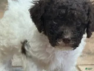Lagotto Romagnolo dogs Light Purple Collar - Ad 5