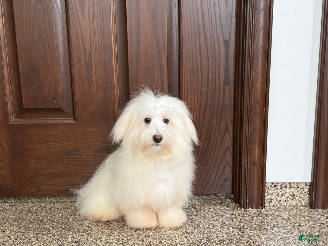 Coton De Tulear dogs for sale: Jj - Ad 6