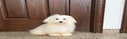 Coton De Tulear dogs for sale: Jj - Ad 6