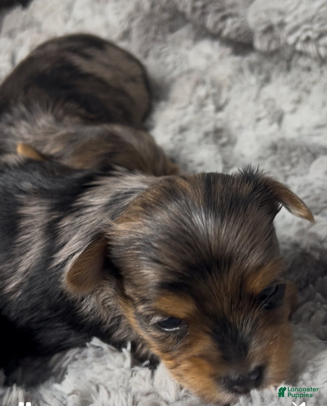 Yorkshire Terrier dogs for sale: Teddy - Ad 1