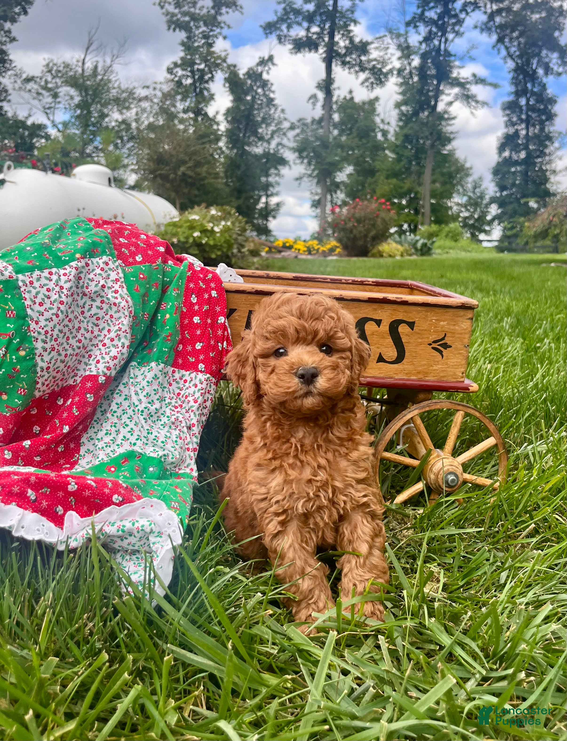 Miniature Poodle dogs Sparky❤️AKC genetic health testing - Ad 1