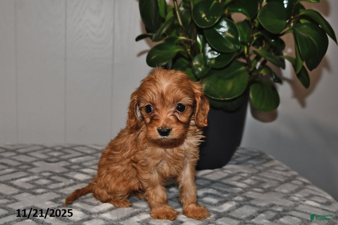Cavapoo dogs for sale: Daisy - Ad 2
