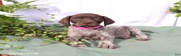 German Shorthaired Pointer dogs for sale: Molly - Ad 3