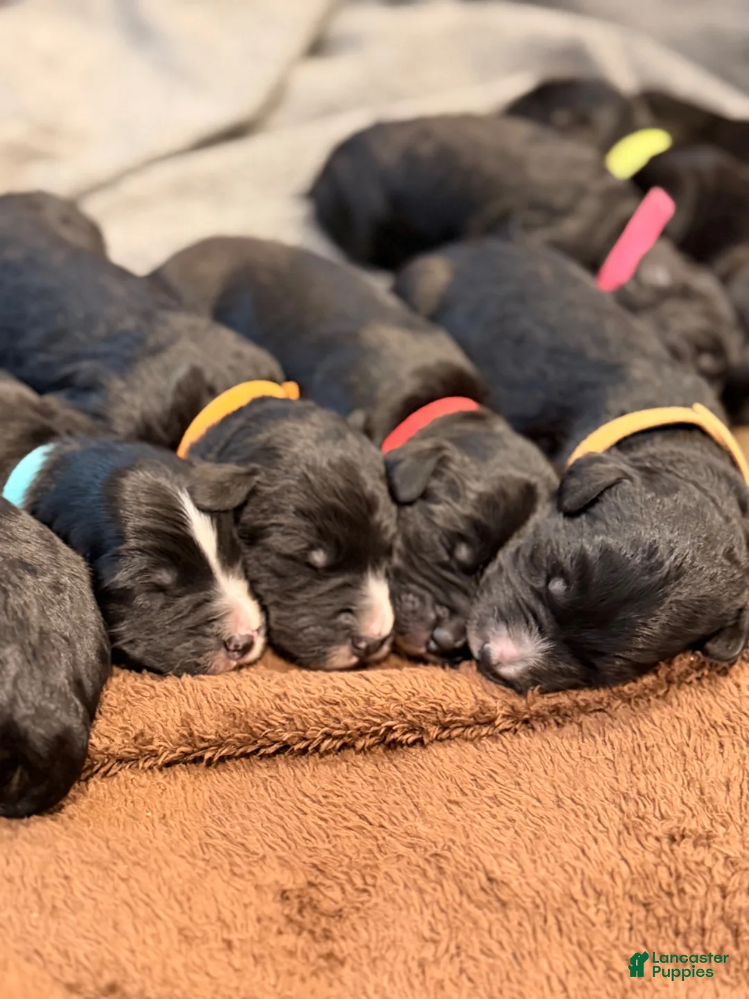 Bernedoodle dogs for sale: Brown AKA ”Brownie” - Ad 8
